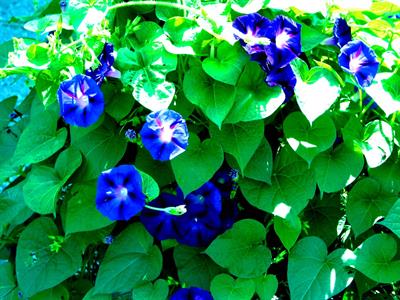 Ipomoea tricolor